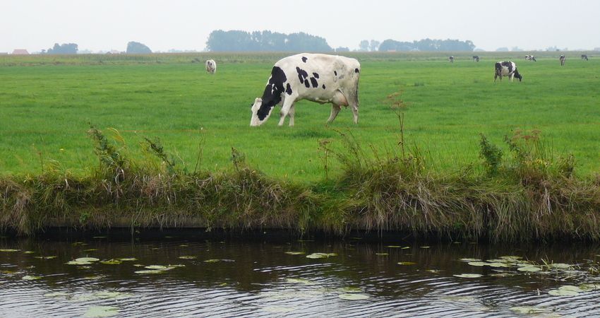 Veenweidelandschap met koeien